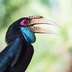 Wreathed Hornbill