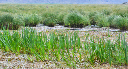 Bataklık Bitki Örtüsü