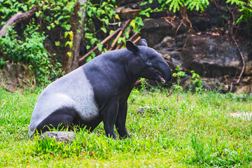 Malayan tapir