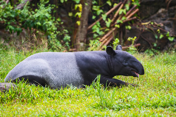 Malayan tapir