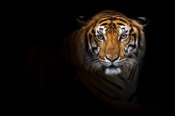 Stoff pro Meter Tiger © ake