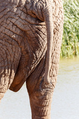 Fototapeta premium Tail - African Bush Elephant