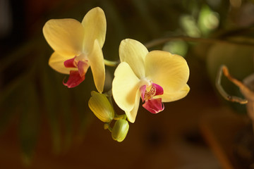 yellow phalaenopsis