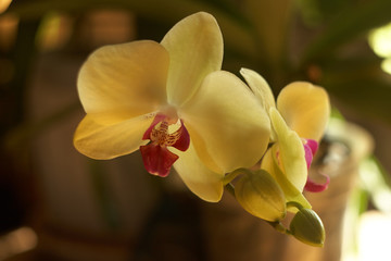 Fototapeta na wymiar yellow phalaenopsis