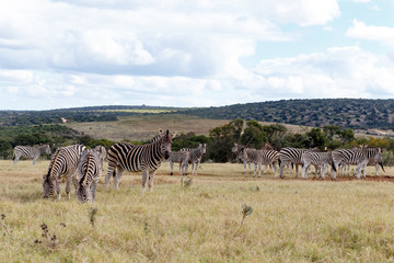 Fototapeta premium Field of Burchell's Zebras