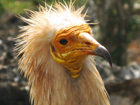Head of egyptian vulture, close-up portrait, Soqotra Yemen