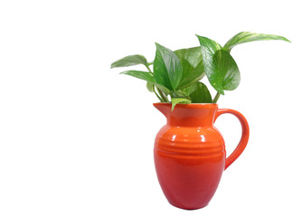 One bright red jug with green leaves isolated on white background, close-up 