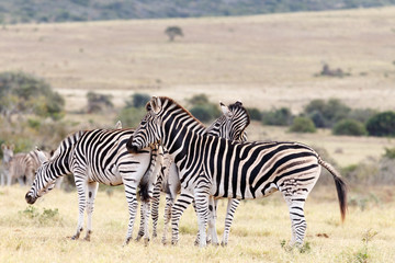 Fototapeta na wymiar Rub - Burchell's Zebra