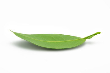 Green leaf on white background