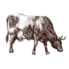 Cow illustration. Vector art