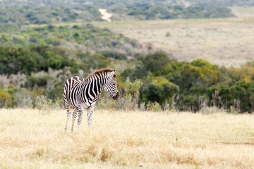 Naklejka premium Lonely - Burchell's Zebra
