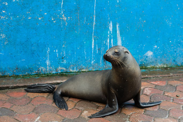 Naklejka premium ガラパゴスアザラシ 