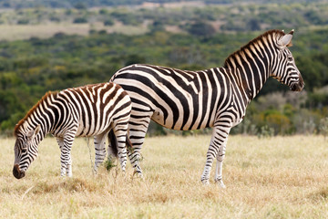 Fototapeta na wymiar which side - Burchell's Zebra