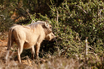 Freez - Phacochoerus africanus  The common warthog