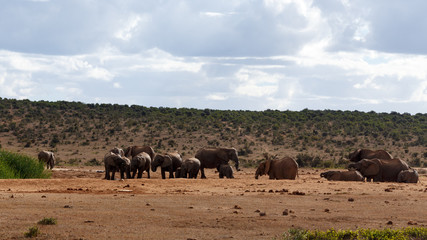 Obraz premium Drinking day - African Bush Elephant