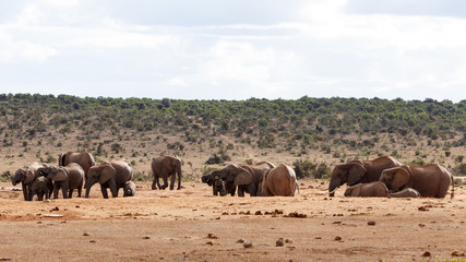 Fototapeta na wymiar Need a family - African Bush Elephant