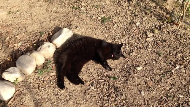 Gatto nero si lava sdraiato sul giardino