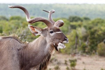 Food - Greater Kudu - Tragelaphus strepsiceros