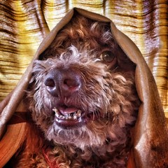 Lagotto