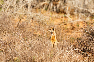 They went That way - Meerkat - Suricata suricatta