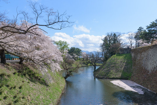 Cherry blossoms trees around Tsuruga Castle