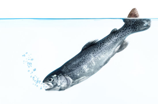 trout in water on white background