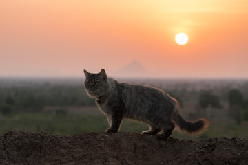 Cat standing on top and sunset background.