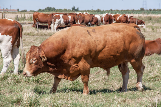Taureau rce limousine au pr&eacute;