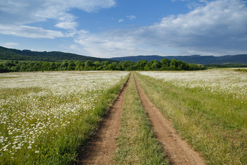 Fototapeta na wymiar a large field of daisies with country road. spring or summer. The concept of purity and freshness, health and joy