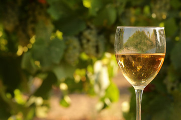 glass with white wine in vineyard on old table. Vineyard at sunset. White wine glass, wine bottle and white grape on wood table with copy space