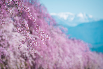 Spring cherry blossom,Japan