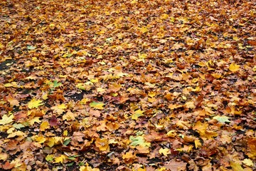Colorful Autumn Leaves