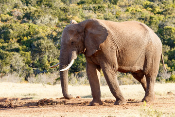 Fototapeta na wymiar On the way to the dam - African Bush Elephant