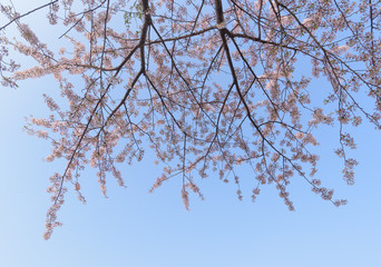 Spring Cherry blossoms background