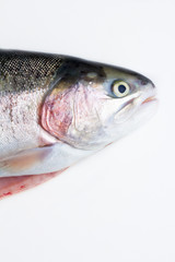 fish close-up on a white background