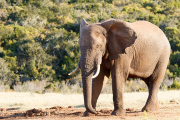 Fototapeta na wymiar Need a nap - African Bush Elephant