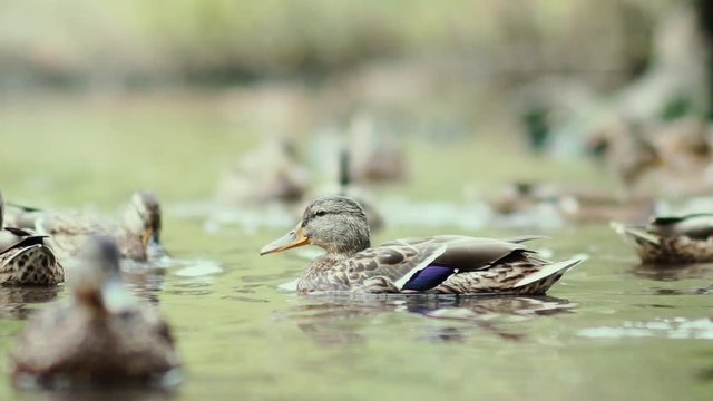 Slowmotion: Brown duck swimming in a pond. Migratory birds. Ducks on the lake. Ducks swimming in the pond. Lots of ducks on the water. A duck dives under water. Funny ducks. waterfowl