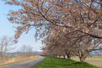 Path way and Cherry blossoms tree