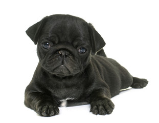 puppy black pug