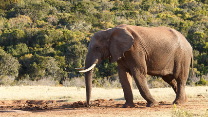 Fototapeta na wymiar Need to get to the dam -African Bush Elephant