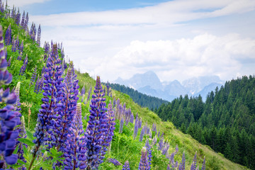 Alpenwiese mit Lupinen und dem Alpenpanorama im Sommer