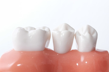 Naklejka premium Generic dental teeth model