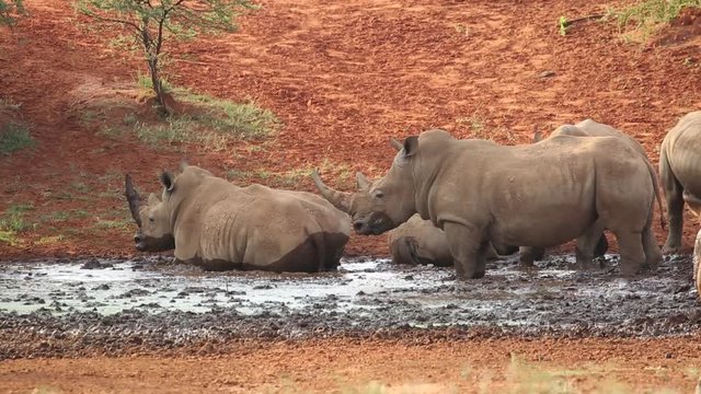 White (square-lipped) rhinoceros (Ceratotherium simum) wallowing in mud at a waterhole, South Africa
