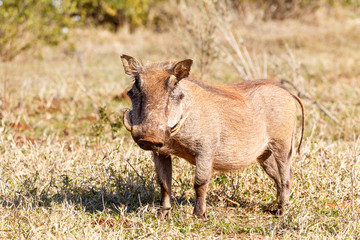 Phacochoerus africanus  The common warthog