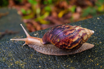 Snail