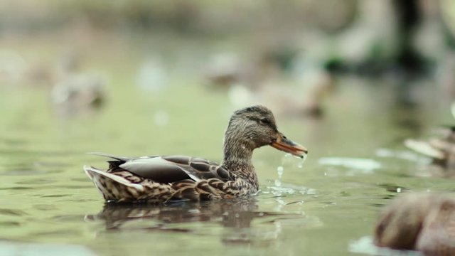 Slowmotion: Brown duck swimming in a pond. Migratory birds. Ducks on the lake. Ducks swimming in the pond. Lots of ducks on the water. A duck dives under water. Funny ducks. waterfowl