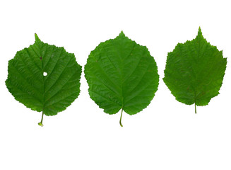 Linden green leaves collection 