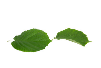 Linden green leaves collection 