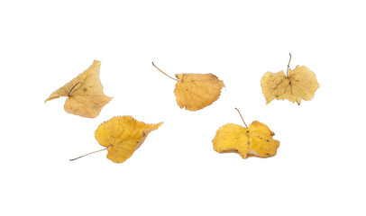 Linden yellow leaves collection