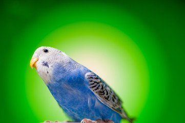 one blue parrot budgies.bird on the green background.